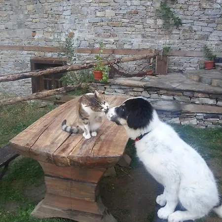 Vesko & Suzi *